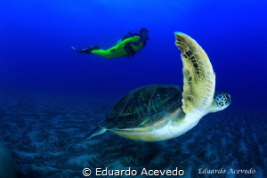 Green tortoise by Eduardo Acevedo 